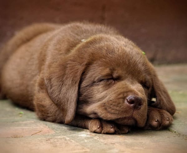 Puppy Sleeping