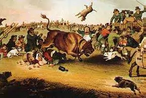 Bull Baiting, as illustrated in 1821 from Wikipedia