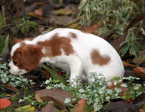 Place your dogs on a cue word for toileting