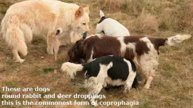 dogs coprophagia