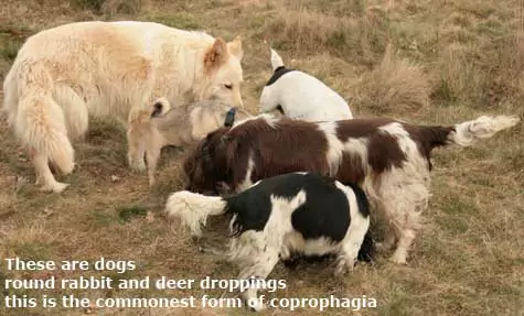 dogs coprophagia