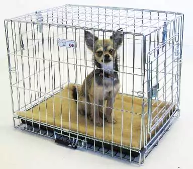 Dog in MTM crate. The quality of these crates surpasses everything else