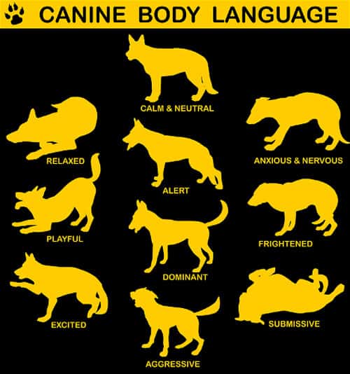 Dog Communication and Body Language