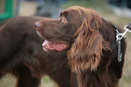 Field Spaniel at the CLA Gamefair