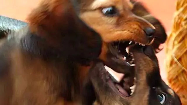Puppy Sibling Dachshund's Fighting