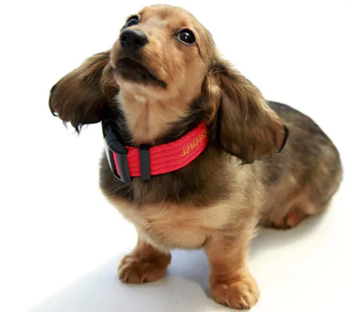 Flossie My Dachshund with on of my collars on when she was a puppy