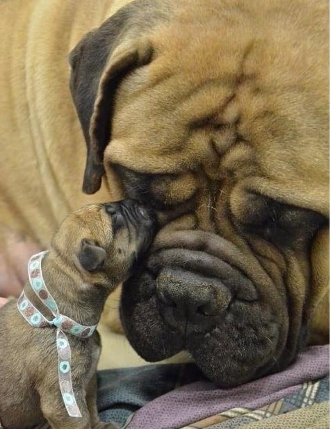 Mastiff with six week old puppy. RSPCA neuter them at this age