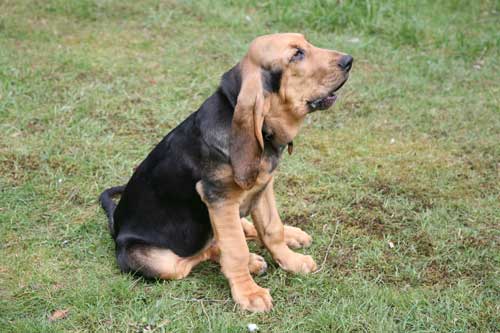 Puppy Bloodhound