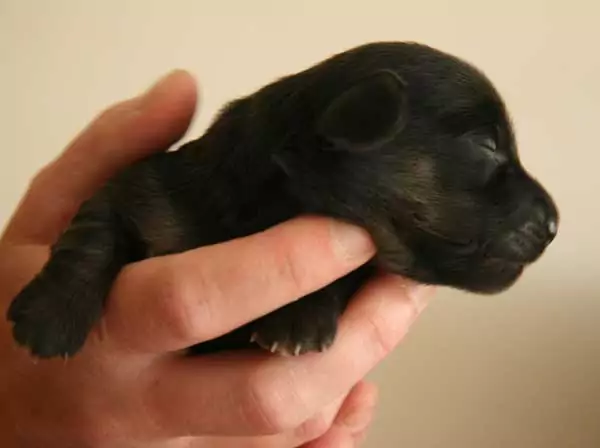 Young puppy in hand