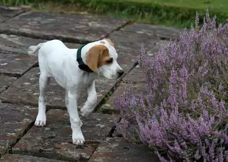 Young Puppy Pointer showing pointing skills at 10 weeks old