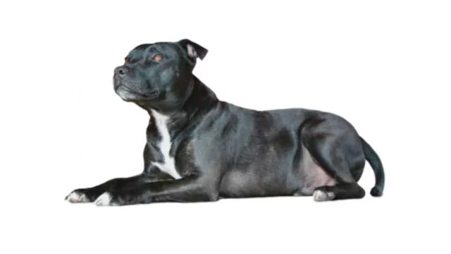 The Stafforrdshire Bull Terrier. One of the best Family Dogs