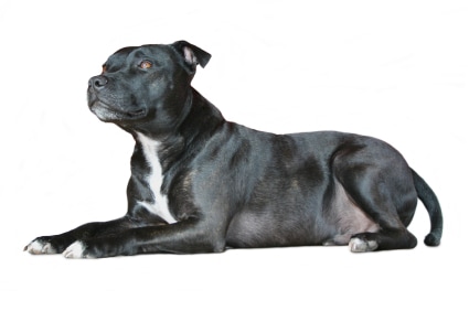 The Stafforrdshire Bull Terrier. One of the best Family Dogs