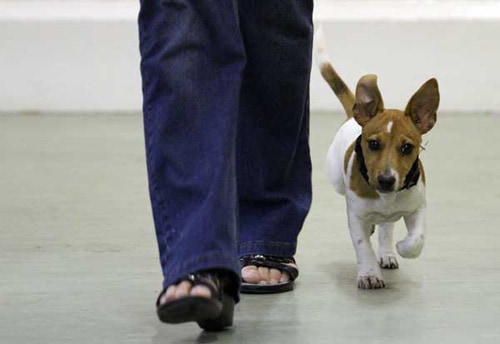 Terrier heeling off lead in my Puppy Class