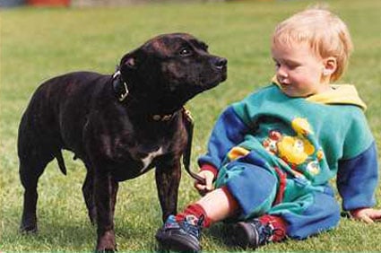 The Staffie Devil Dog or Nanny Dog