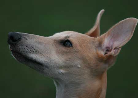 Attentive Whippet The Alpha Myth