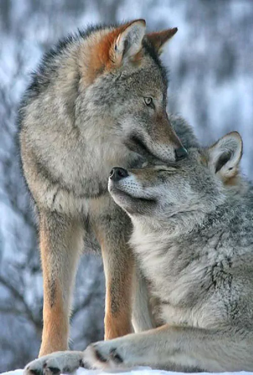 Are Wolves controlled by an Alpha or their parents