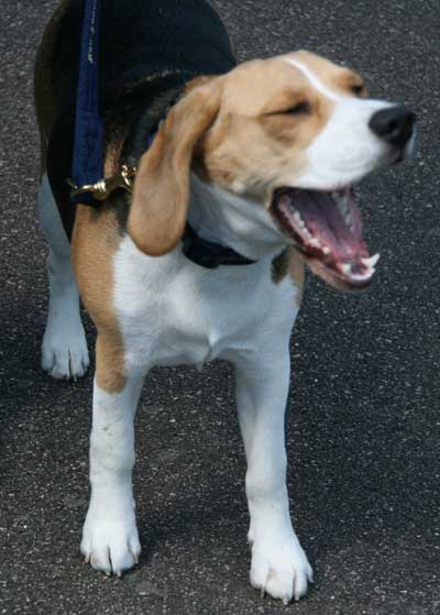 dog yawning