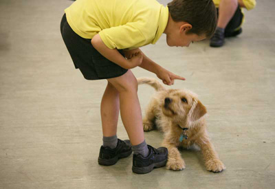 Young Handler at our puppy Classes