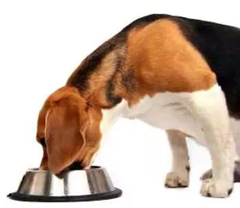 What Food To Give Your Dog. Best Kibble is Fish4Dogs