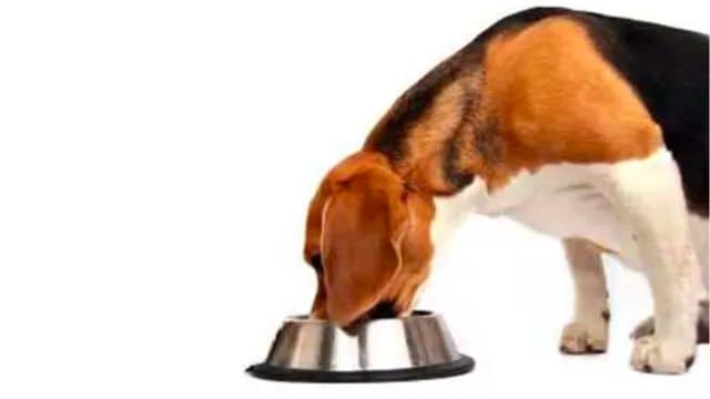 What Food To Give Your Dog. Best Kibble is Fish4Dogs