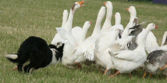 dog herding ducks