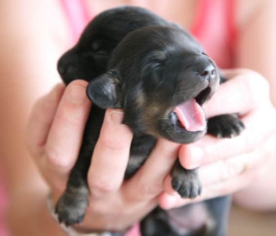 pupy yawning