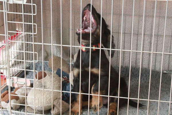 Puppy Screaming at Night