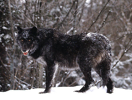 black wolf 