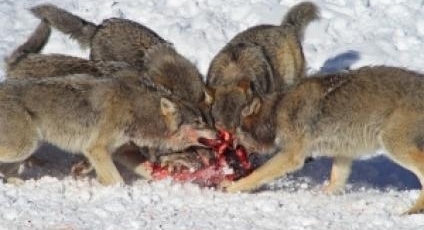 Are These Wolves Standing in line or have numbers on their back?