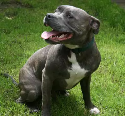 A young blue staffordshire blue terrier. Stan Rawlinson