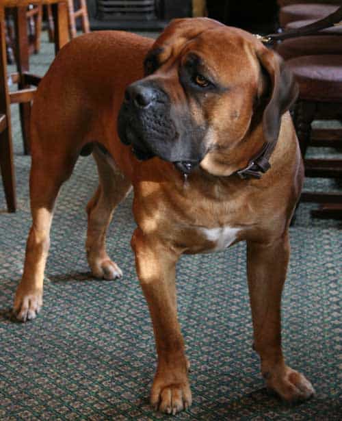 BoerBoel In The Pub. This dog is called Kreuger