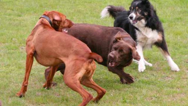 Dog Behaviourist Stan Rawlinson Explains Interdog and interhuman Aggression