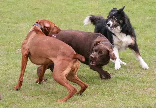 Dog Behaviourist Stan Rawlinson Explains Interdog and interhuman Aggression