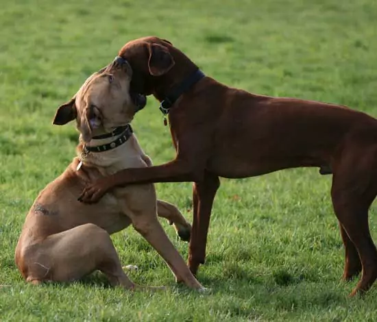 Dominance often can be seen is play between dogs