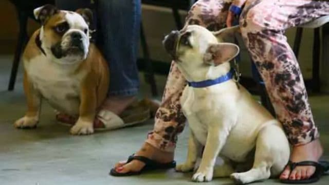 English and French Bulldog at my Puppy Classes