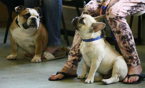 English and French Bulldog at my Puppy Classes