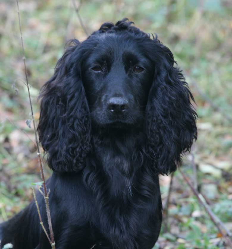 Jet one of my working Cockers waiting for the OFF at a pheasant shoot