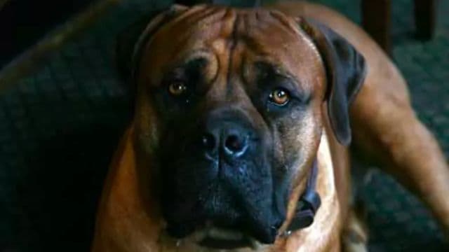South Africa Mastiff Known As The BoerBoel This dog is called Kreuger