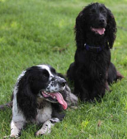 Two of my working Cocker Spaniels