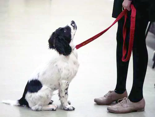 General obedience and socialisation can help a fearful timid dog