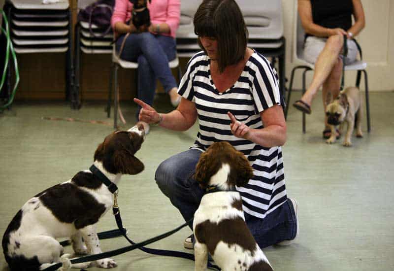 Socialisation is a must for a well rounded dog. My Puppy Classes