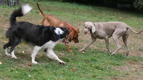 Aggression in Dogs