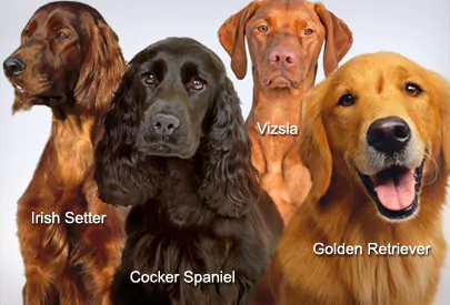 A group of Gun Dogs That Can Get Cocker Rage
