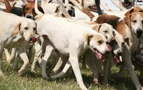 Hounds are very much a pack animal