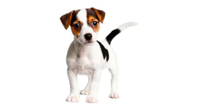 Young Jack Russell Puppy Would you Neuter This Dog?