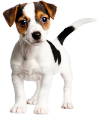 Young Jack Russell Puppy Would you Neuter This Dog?