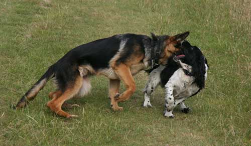 Dog aggression with a German Sheperd Pecking a spaniels Neck. Very common in Shepherds