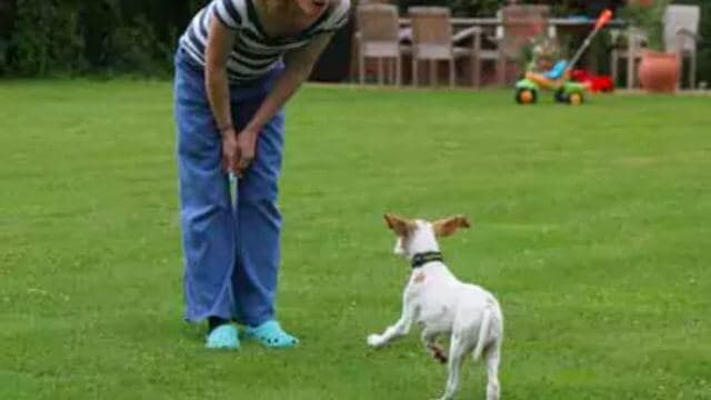 Pointer Recall see whistle in owners hands. This young dog is scampering back because of the whistle