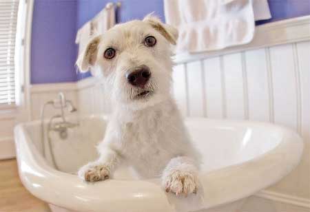 Bath time important for bonding with your dog