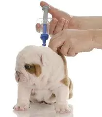 Bulldogy Vaccination